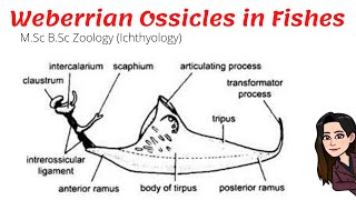 Weberrian OssiclesApparatus in Fishes NotesMSc BSc FisheriesIchthyologyAir bladderswim bladder [upl. by Engedus]