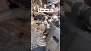 Brake bleed procedure mechanic cars fixit repairs repair automotive mechanicsoftiktok diy [upl. by Fini760]