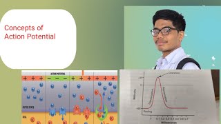 Action Potential  Phases of Action Potential Concepts [upl. by Zerla]