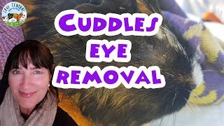 Guinea pig eye removal and surgery complications with Cuddles [upl. by Llyrad]