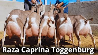 Raza caprina Toggenburg La raza de cabra lechera más vieja del mundo [upl. by Peednam]