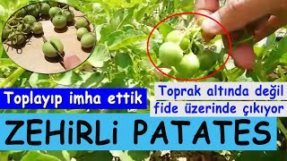 Patates çiçeğinde yetişen salkım domates görünümlü zehirli patates meyvesi Toplayıp imha ettik [upl. by Aik]