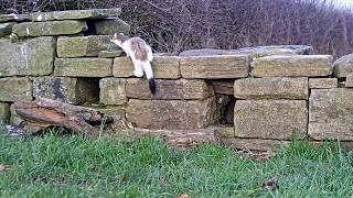 Stoat vs Weasel  Discover Wildlife  Robert E Fuller [upl. by Ycniuqed]