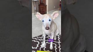 Dog without eyes finds love after being bulliedshorts animals dog rescue [upl. by Eatnod]