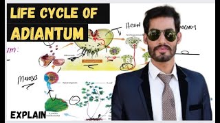 Pteropsida  Class Filicineae  Llife Cycle of Adiantum [upl. by Inotna]