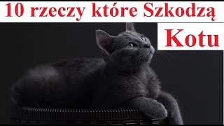 10 rzeczy które Szkodzą Kotu [upl. by Amoritta]