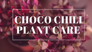 Choco Chili Alternanthera Complete Plant Care Guide For Beginners [upl. by Johm]