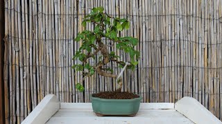 Carmona bonsai borágó fa és Ficus gondozás [upl. by Releehw]