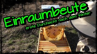 Erste Durchsicht nach dem Winter  Imkern in der Einraumbeute Einraumbeute imkern bienen [upl. by Mose]