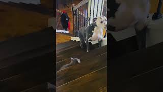 Cat vs Dog 🤣 cat pets dog [upl. by Nnaid]