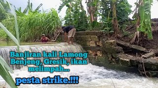 Musim Banjiran Kali Lamong Benjeng Gresik Jawa timur  pesta strike ikan keting [upl. by Omsare]