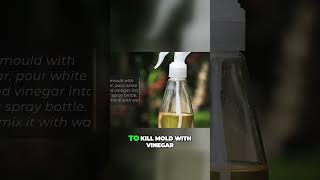 Powerful Vinegar  The Ultimate Solution for Moldy Walls [upl. by Orest]