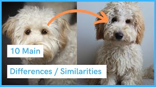 Labradoodle vs Australian Labradoodle  Similarities amp Differences [upl. by Selmore]