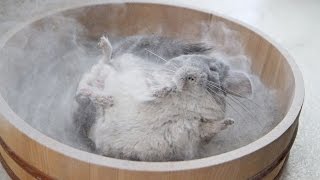 Epic Chinchilla Dust Bath in 4k Ultra High Definition [upl. by Polloch]