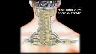 Anatomy Of The Neck amp Cervical Spine  Everything You Need To Know  Dr Nabil Ebraheim [upl. by Enawyd]