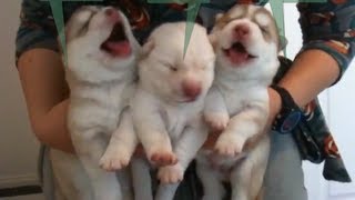 Cutest Newborn Siberian Husky Puppies  Week 1 [upl. by Agnot856]