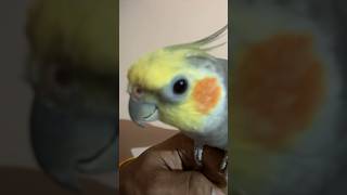 cockatiel youtubeshorts birds shortvideos cockatielsinging cockatielsound [upl. by Niamrej]