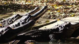 Gharials The Elusive FishEating Crocodiles of India [upl. by Goodard399]