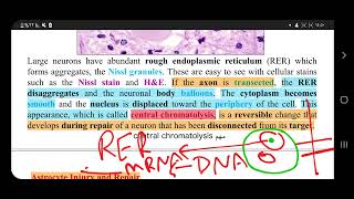 CNS pathology morphological changes in cns [upl. by Adnoma752]