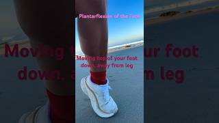 Plantarflexion of the foot controlled by several muscles the in ankle foot and leg sole flex [upl. by Qooraf355]