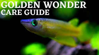 Golden Wonder Killifish Care and Breeding Guide  How To Keep and Breed Striped Panchax [upl. by Sternberg]