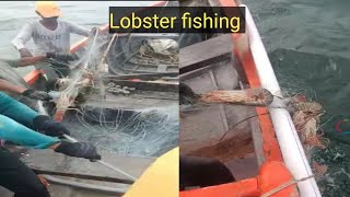 Amazing Lobster fishing best lobster catching net fishing [upl. by Pinchas]