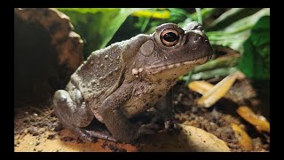 Sonoran Desert Toad Care [upl. by Pelson]