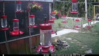 Ruby Throated Hummingbirds many 2023 09 05 632am [upl. by Ocihc]