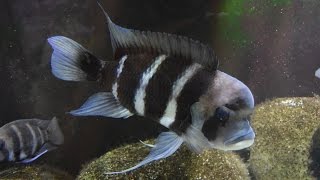 Learning From Your Frontosa Cichlids [upl. by Eiuqcaj]