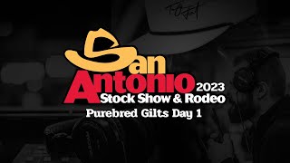 San Antonio Livestock Show 2023  Purebred Gilts Day 1 [upl. by Nosloc]