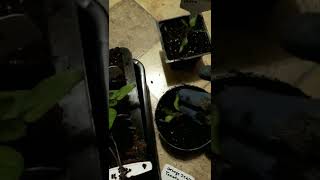 How to Transplant Tomato Seedlings for Stronger Plants [upl. by Attehcram93]