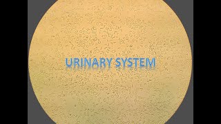 Urinary System Anatomy and Physiology Review [upl. by Alanna726]