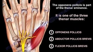 Anatomy Of The Opponens Pollicis  Everything You Need To Know  Dr Nabil Ebraheim [upl. by Ahsened]