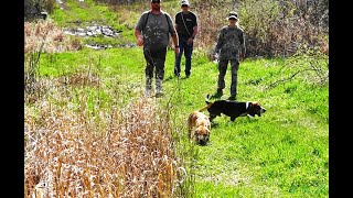 Skyviews Beagles Slide Show Imperial Beagle Club AGA Gun Dog Brace Field Trial [upl. by Yasu]