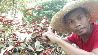 HOW TO PROPAGATE PICARA PLANT by CUTTINGS [upl. by Odraner]