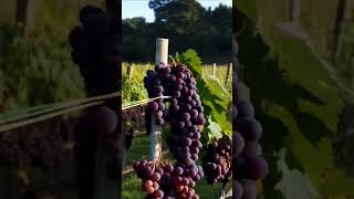 Grapes Uncovered From Vine to Wonder 15 [upl. by Rosalee]