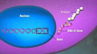 Protein Expression [upl. by Ashli]