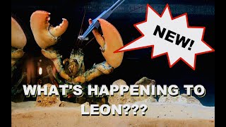 Whats Happening To Leon The Lobster [upl. by Salmon256]