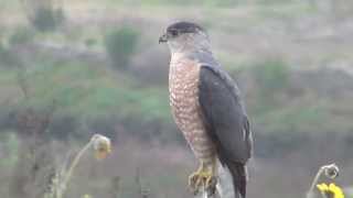 California Wildlife  Coopers Hawk [upl. by Iadrahs]