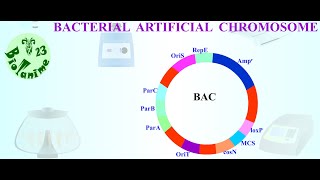 BACTERIAL ARTIFICIAL CHROMOSOME [upl. by Levenson91]