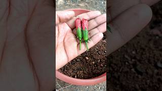 how to propagate hibiscus flowers from flower buds shorts hibiscusflowers GardenGrafting [upl. by Denby203]