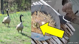 DIY Goose floating platform success Goslings hatching Kapper Outdoors wildlife mini series [upl. by Herzig]