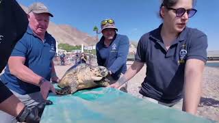 Hawksbill Turtles  Hawksbill Turtle Endangered  Hawksbill Turtle Laying Eggs  Granny Tao [upl. by Krissie]