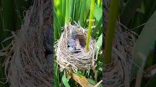 The baby cuckoo threw the egg from the nest cuckoo nature [upl. by Sucramej]