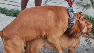 PITBULL GIGANTE QUIS CRUZAR NO MEIO DA RUA  BALU X MEGAN SANGUE PESADO DEMAIS [upl. by Plunkett959]