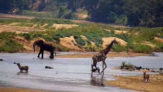 Olifants River  Wildlife Live Stream – Greater Kruger National Park [upl. by Lambard]