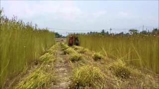 kenaf jute harvesterwmv [upl. by Ennoryt]