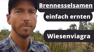 Brennesselsamen einfach ernten das proteinreiche Superfood mit heilender Wirkung [upl. by Mapel799]