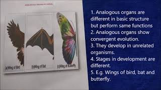 Flash cards models showing examples of homologous and analogous organs XII Practical spotting [upl. by Morven130]