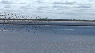 Dowitchers responding to Peregrine Falcon [upl. by Josefina599]